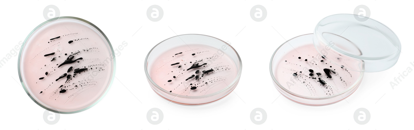Image of Collage of Petri dish with culture on white background, different angles