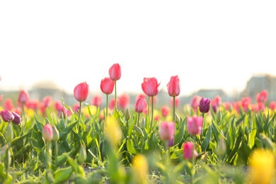 Field with fresh beautiful tulips. Blooming flowers