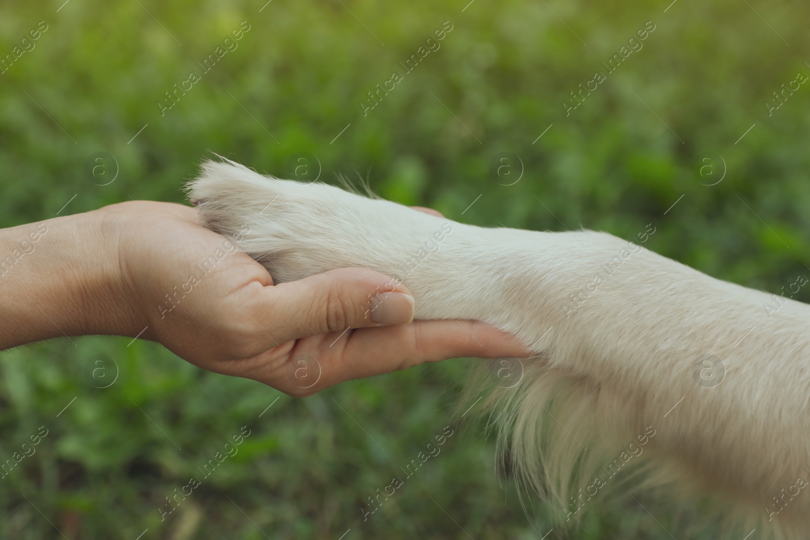 Photo of Woman and her Golden Retriever dog on green grass, closeup