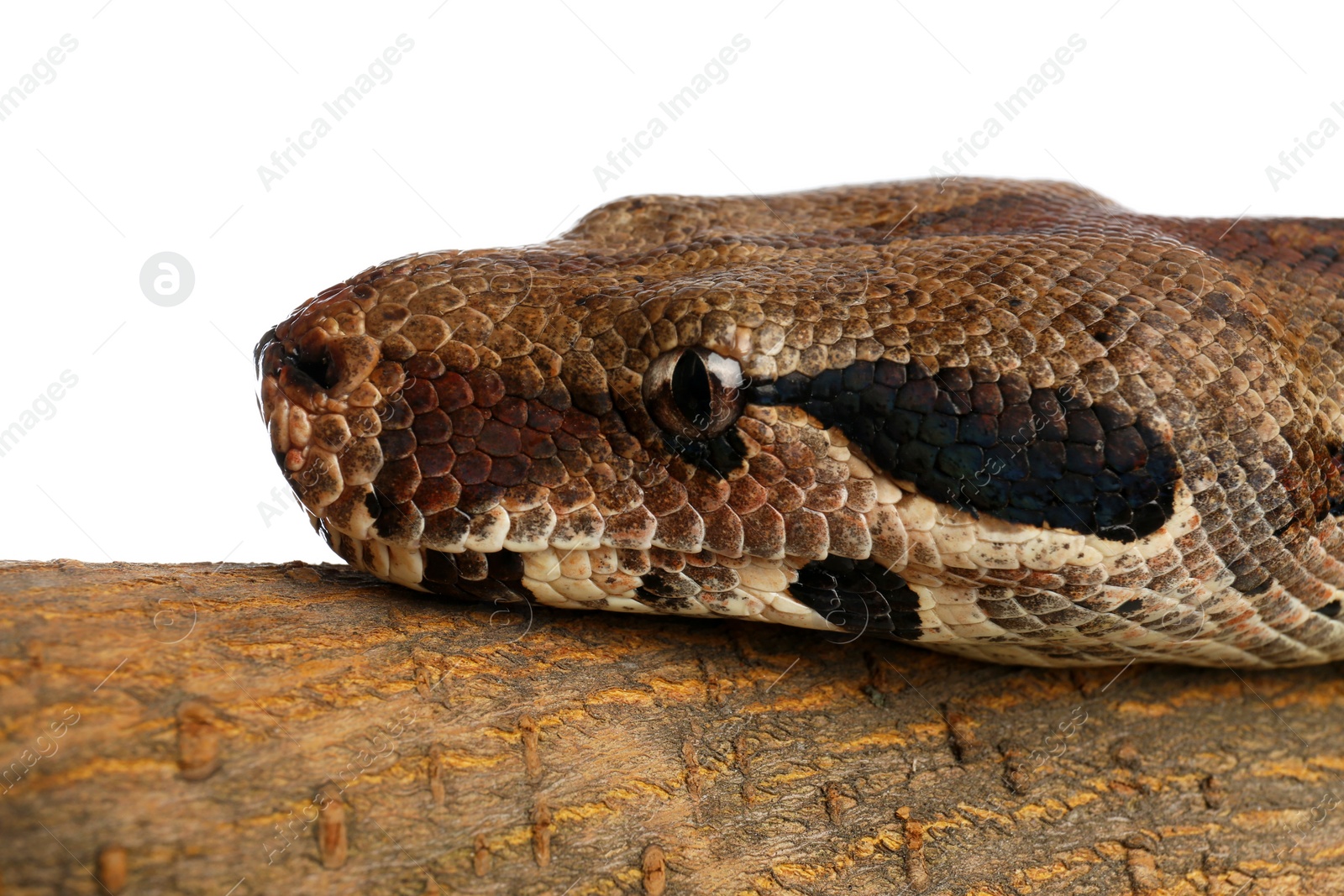 Photo of Brown boa constrictor on tree branch against white background, closeup