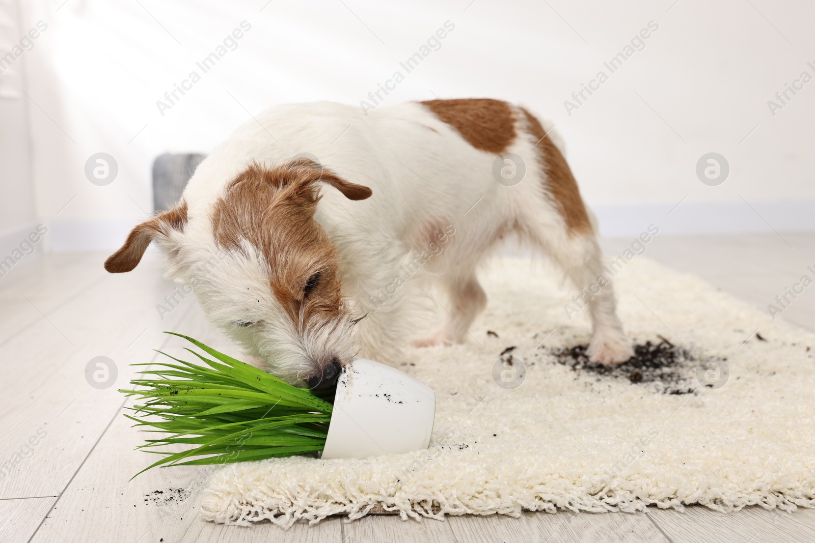 Photo of Cute dog near overturned houseplant on rug indoors