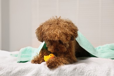 Photo of Cute Maltipoo dog wrapped in towel with rubber duck indoors. Lovely pet