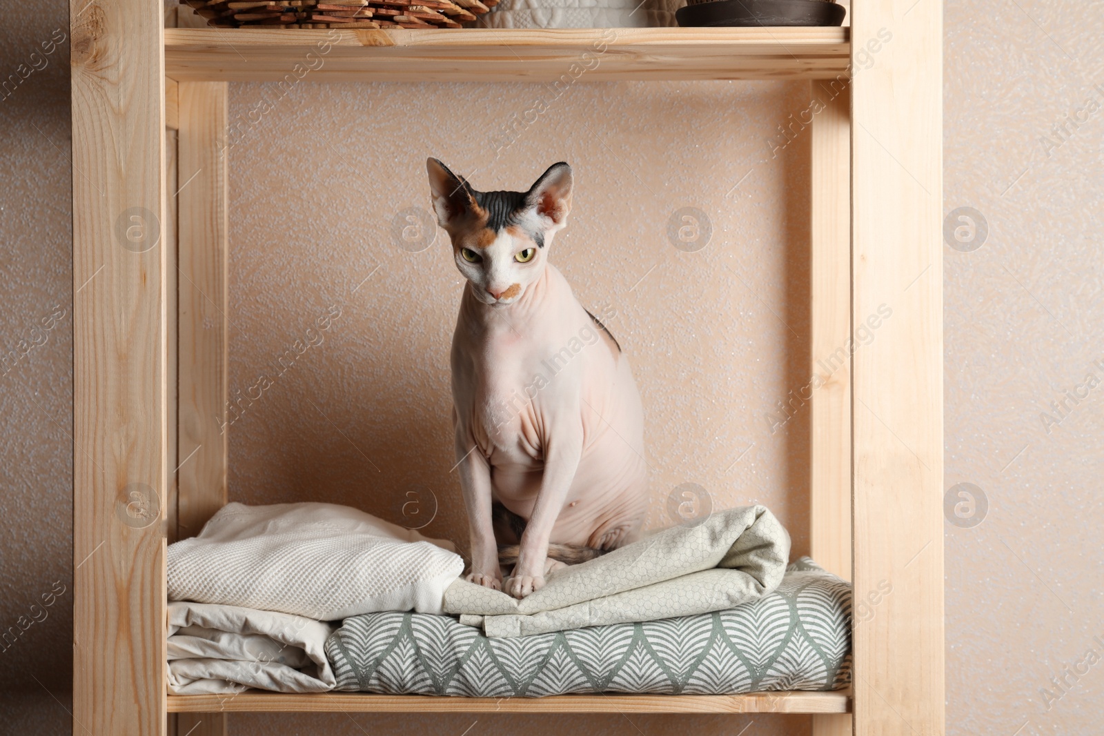 Photo of Cute Sphynx cat on wooden shelf near beige wall indoors