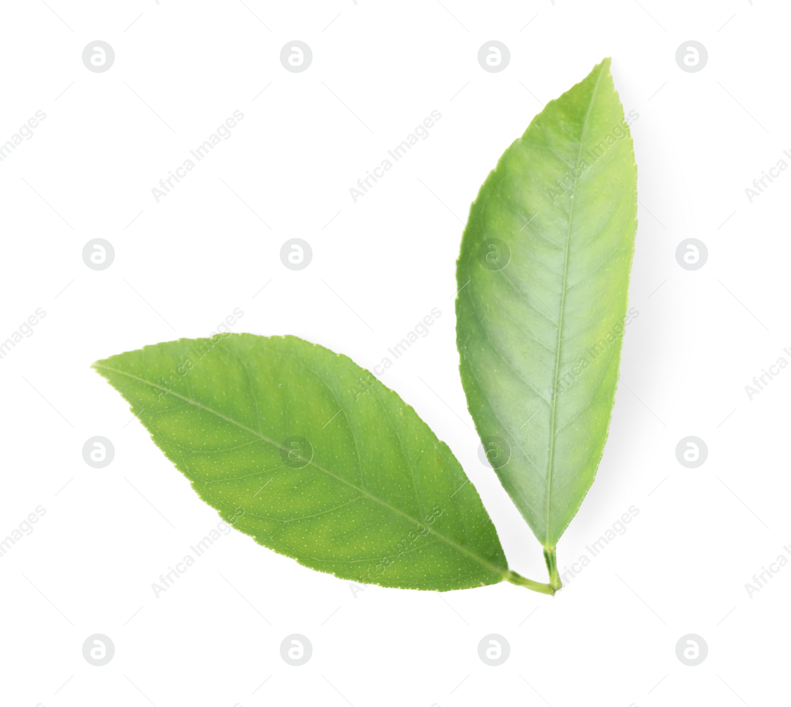 Photo of Fresh green citrus leaves isolated on white, top view