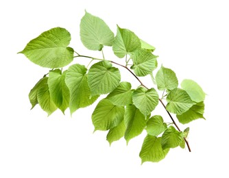 Photo of Branch of linden tree with young fresh green leaves isolated on white. Spring season