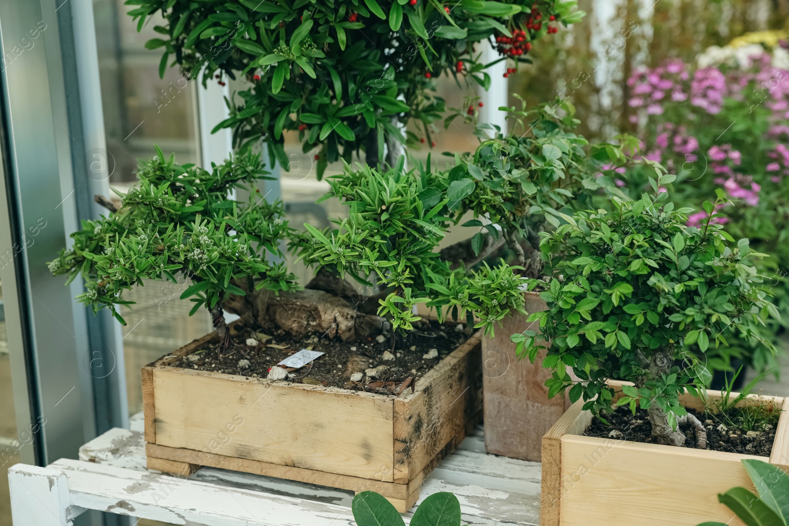 Photo of Wooden crates with small trees on table in garden center