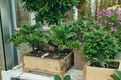 Photo of Wooden crates with small trees on table in garden center