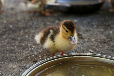 Photo of Cute fluffy duckling near bowl of water in farmyard