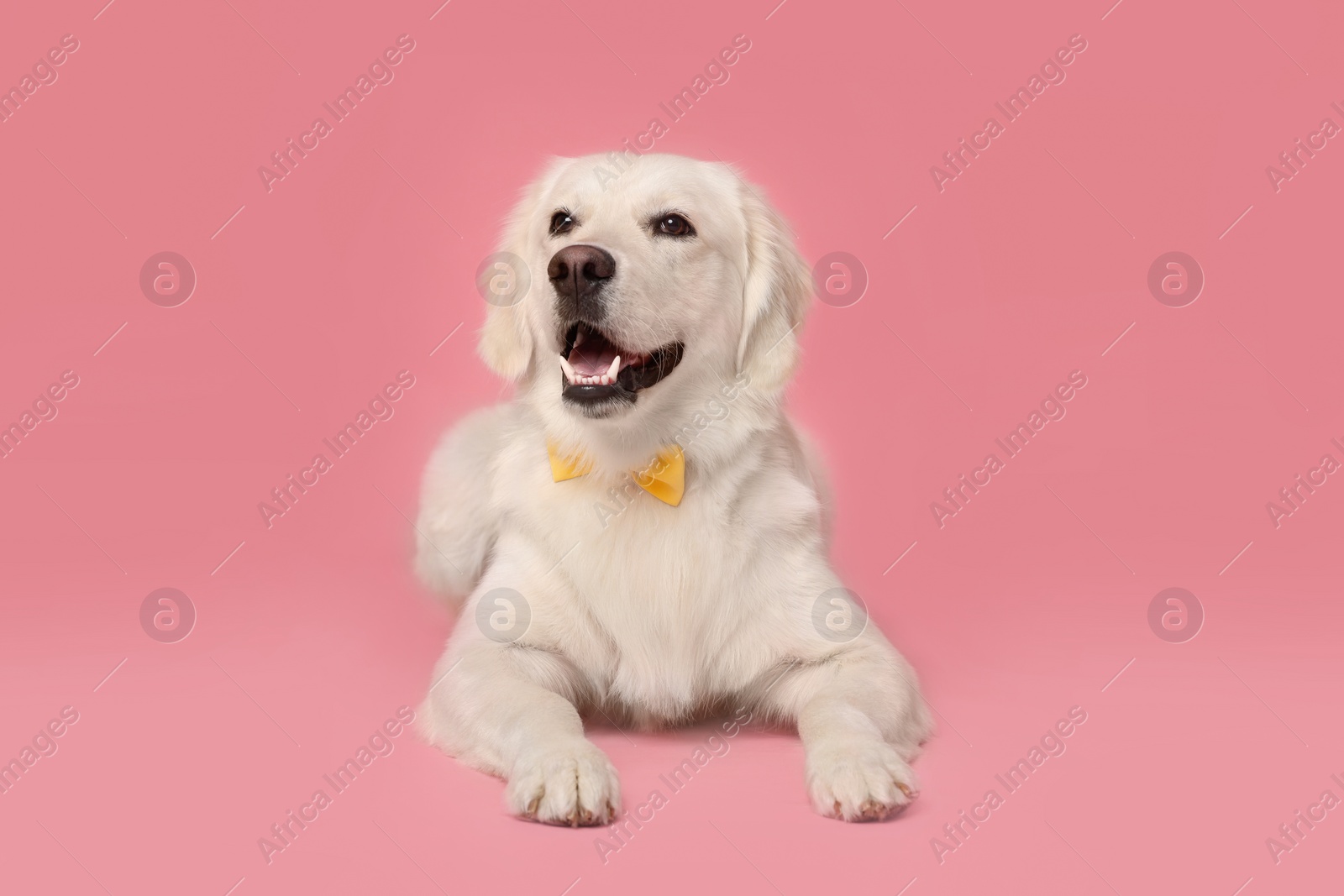 Photo of Cute Labrador Retriever dog with bow tie on pink background