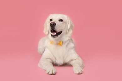 Cute Labrador Retriever dog with bow tie on pink background