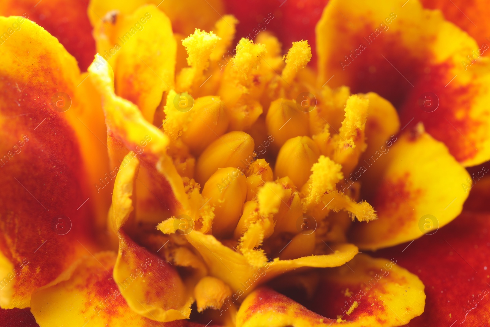 Photo of Beautiful orange Marigold flower as background, macro view