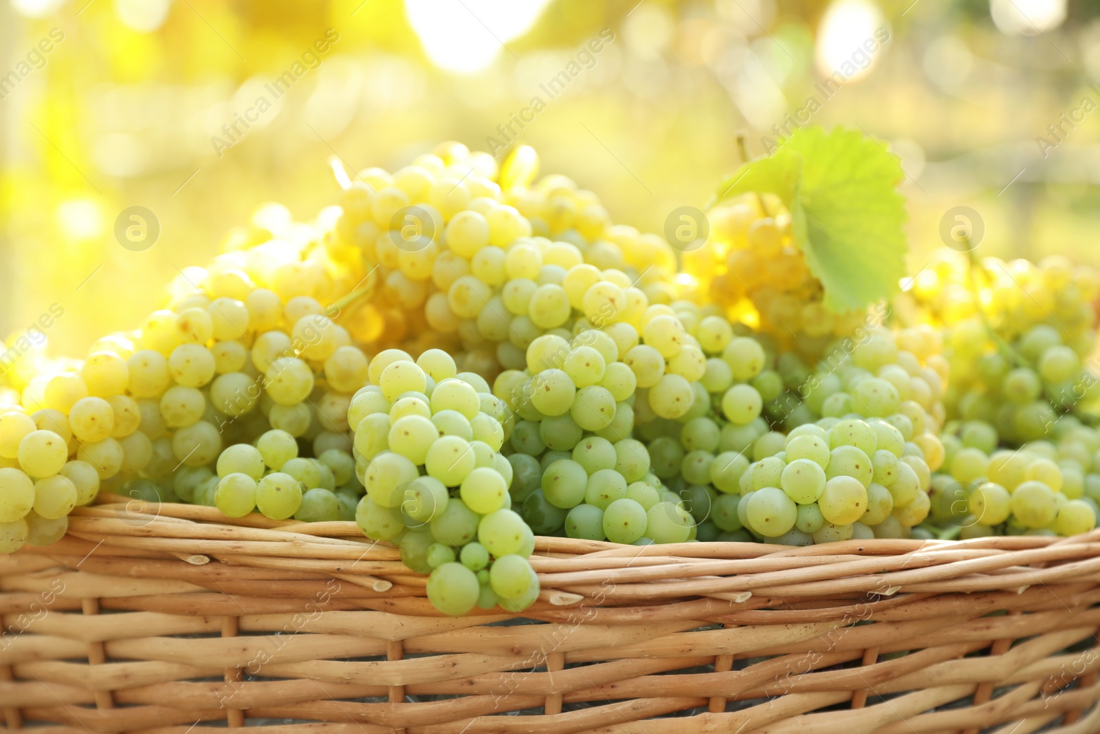 Photo of Wicker basket with fresh ripe grapes in vineyard on sunny day, closeup