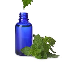 Dripping nettle oil from leaf into glass bottle on white background