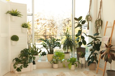 Many beautiful houseplants in light room. Interior design