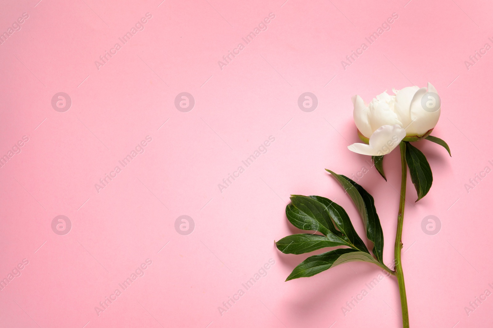 Photo of Fragrant peony on color background, top view with space for text. Beautiful spring flower