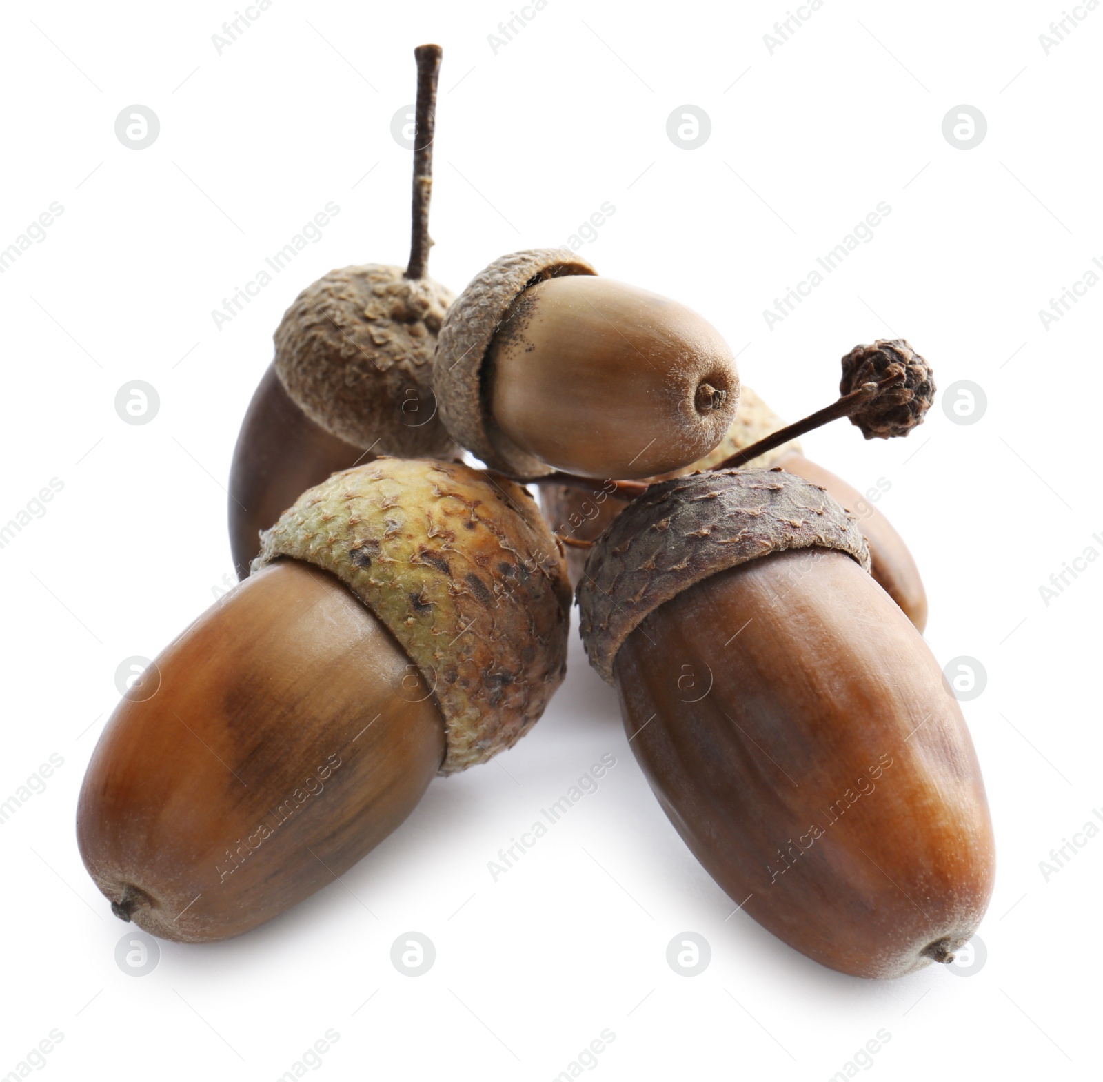 Photo of Beautiful brown acorns on white background. Oak nuts