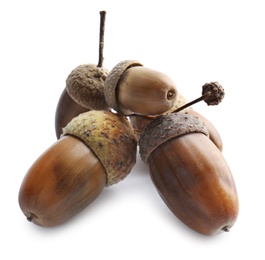 Beautiful brown acorns on white background. Oak nuts