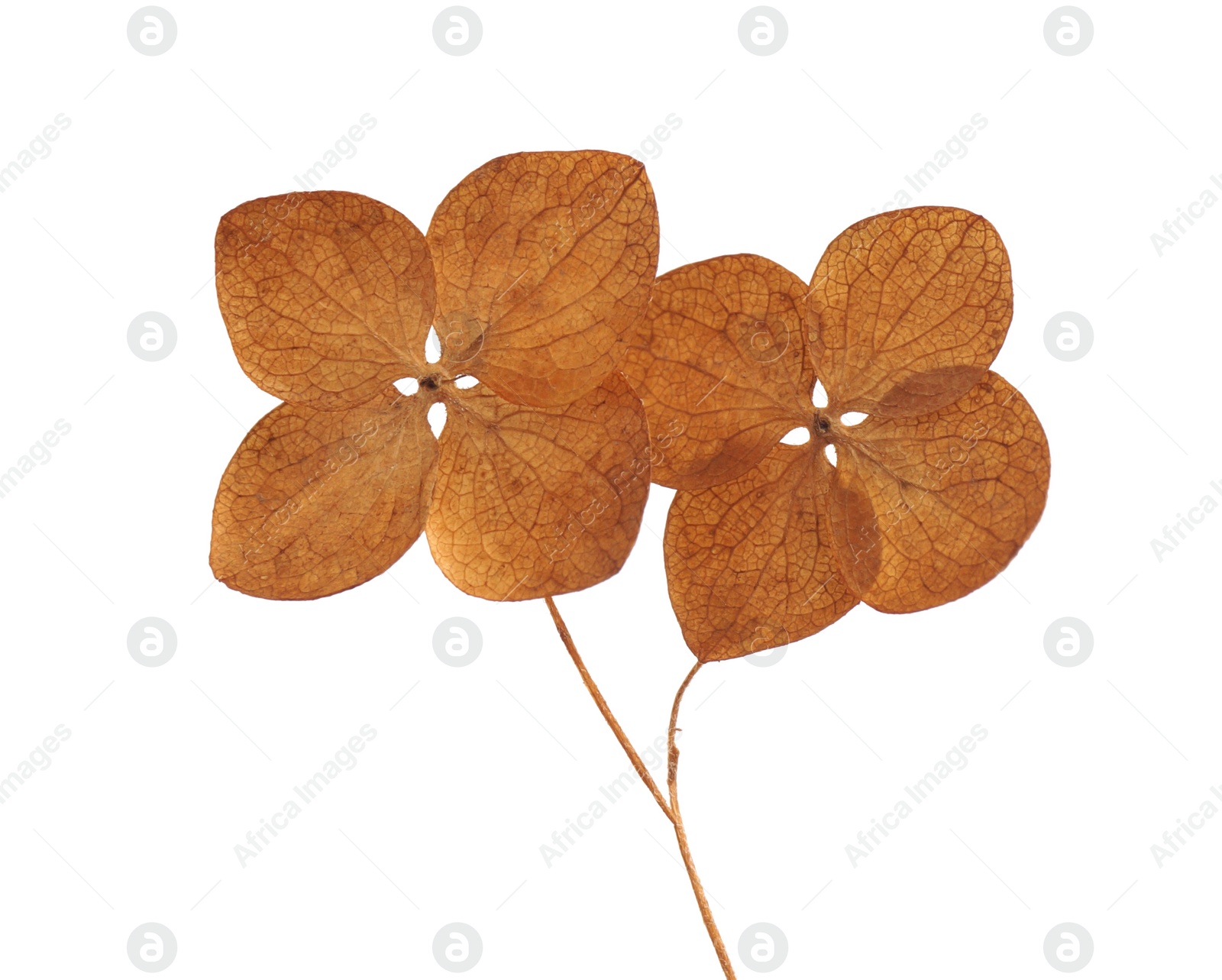 Photo of Beautiful dried hortensia flowers on white background