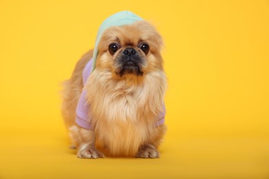 Photo of Cute Pekingese dog in pet clothes on yellow background