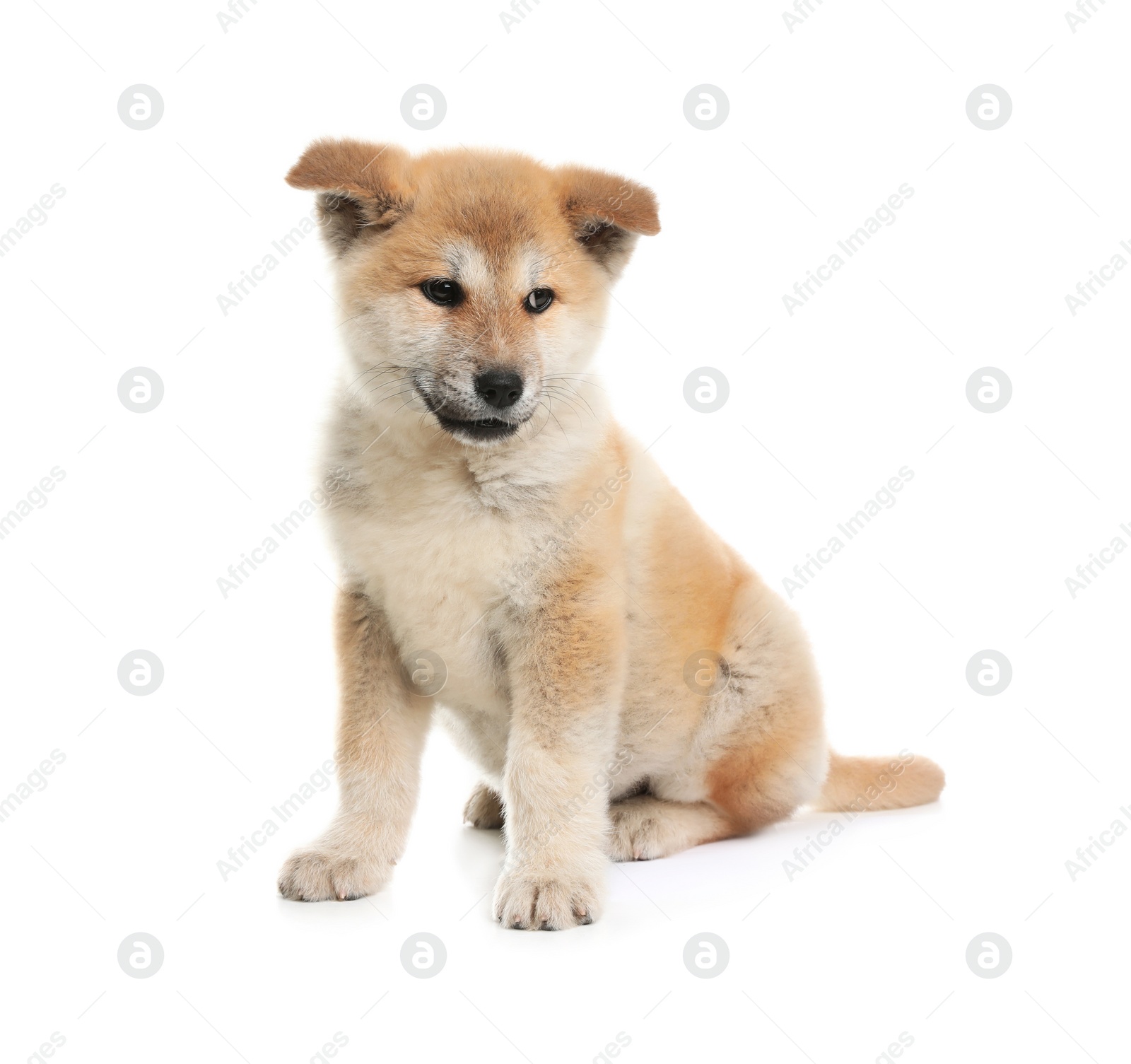 Photo of Adorable Akita Inu puppy on white background