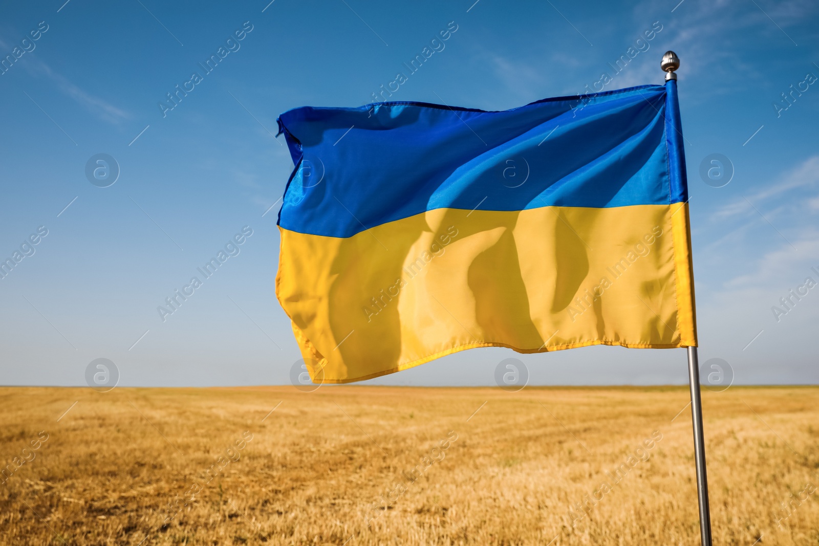 Photo of National flag of Ukraine in wheat field against blue sky, closeup