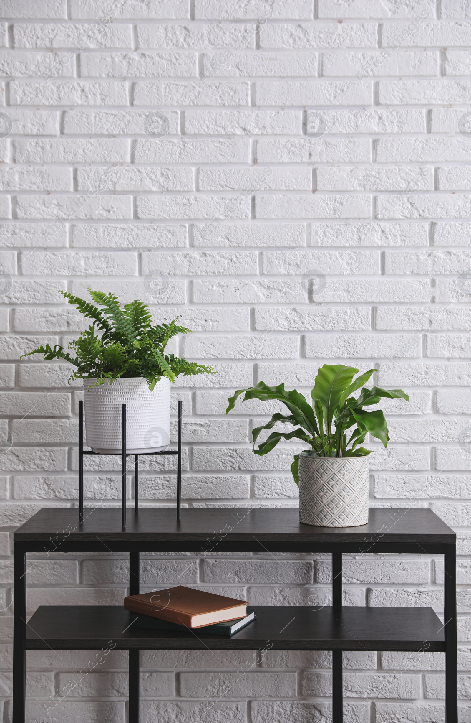 Photo of Beautiful fresh potted ferns on black table near white brick wall. Space for text