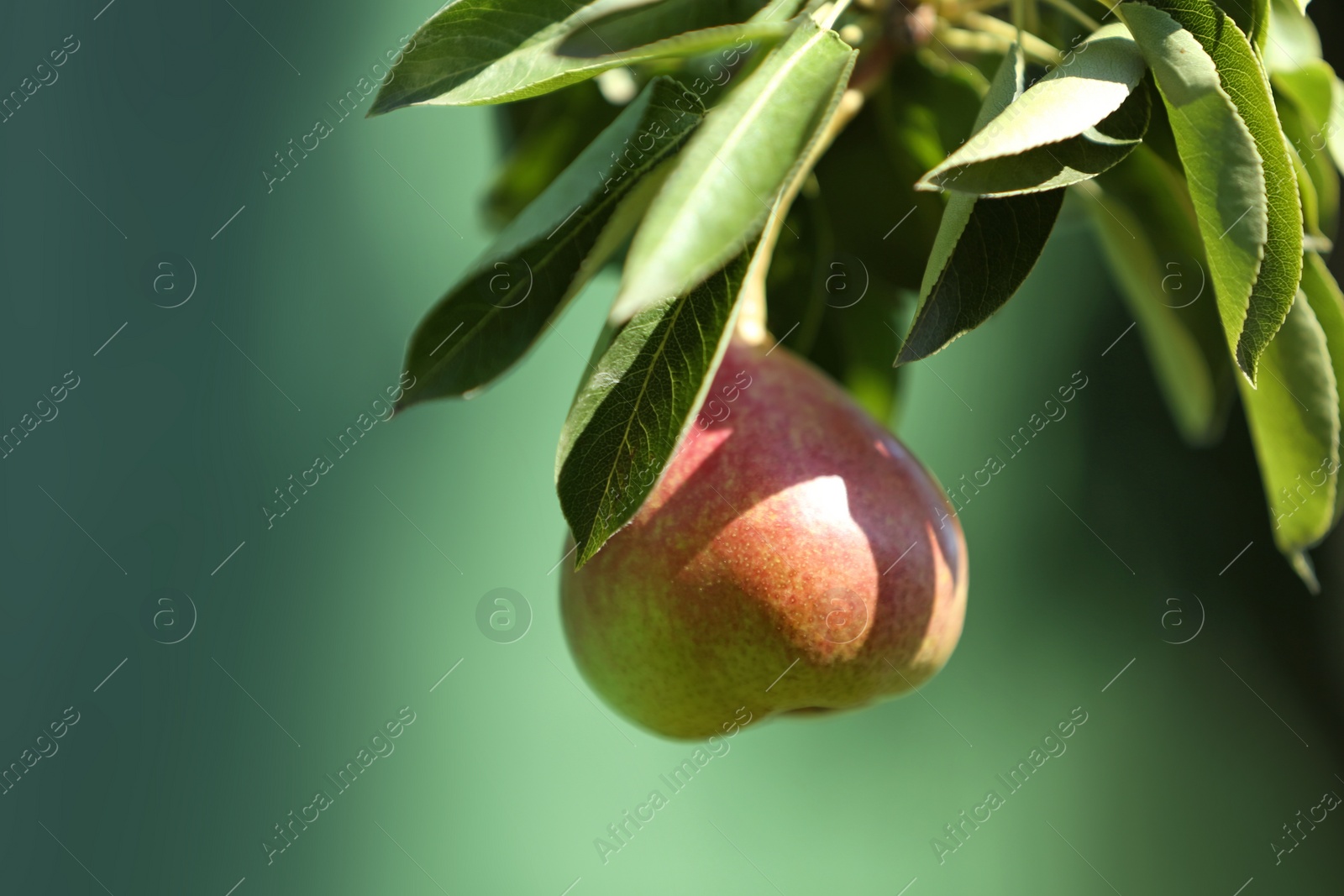 Photo of Ripe juicy pear on tree branch in garden