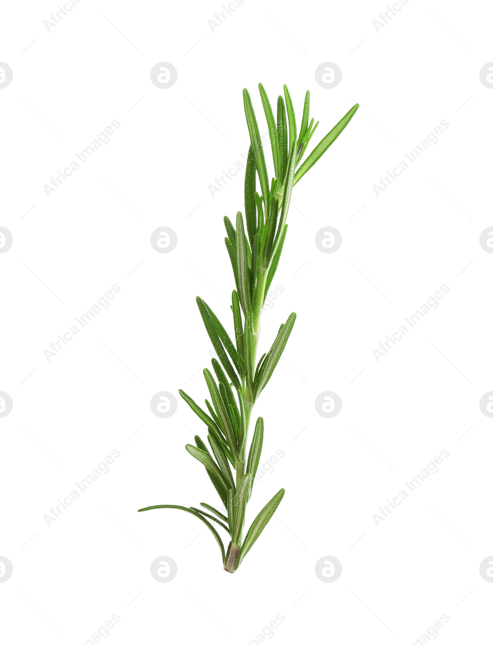 Photo of Fresh green rosemary isolated on white. Aromatic herb