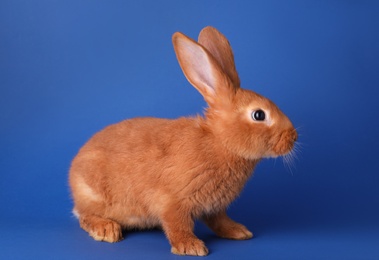 Photo of Cute bunny on blue background. Easter symbol