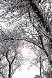 Beautiful trees covered with snow in winter forest