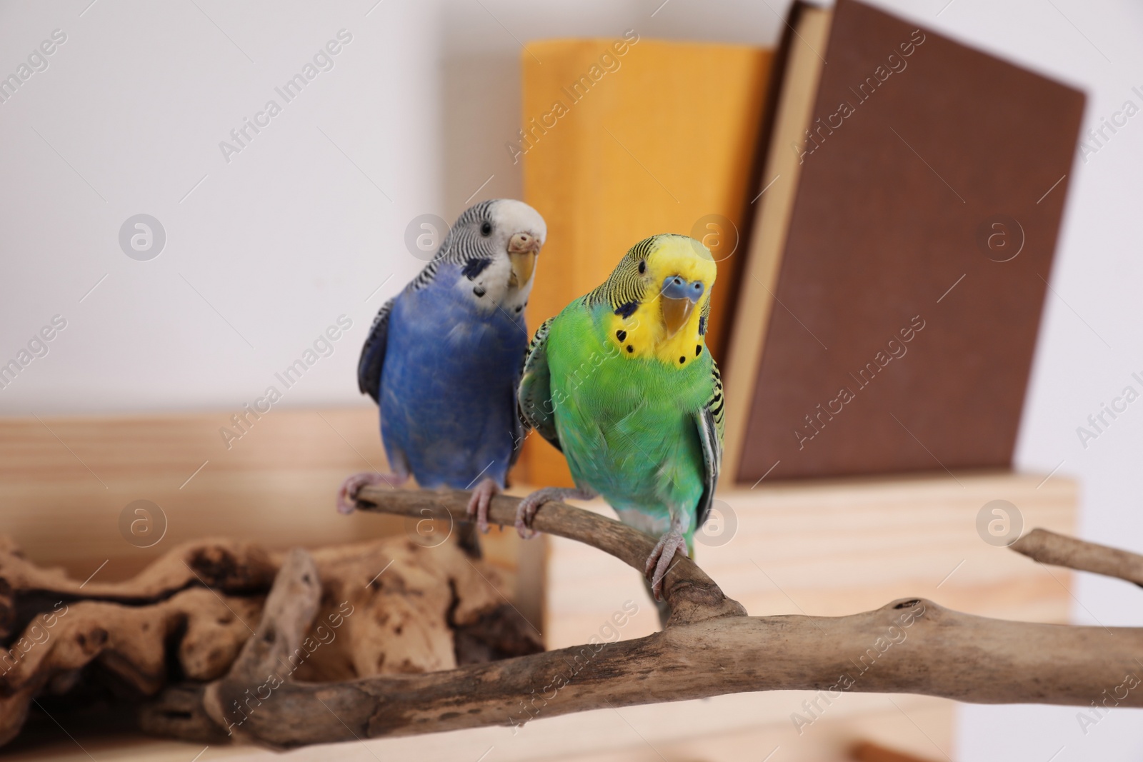 Photo of Beautiful bright parrots on branch indoors. Cute pets