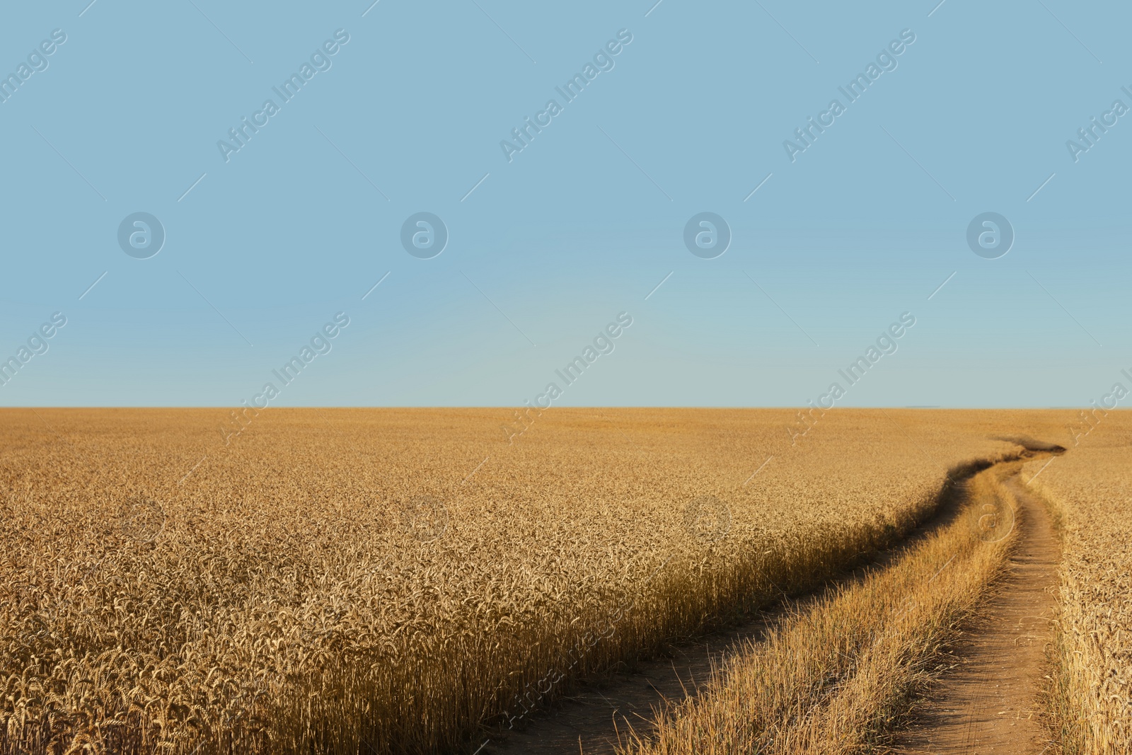 Photo of Beautiful view of agricultural field with ripening wheat crop under blue sky