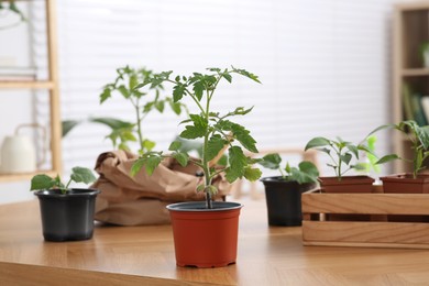 Photo of Seedlings growing in pots with soil on wooden table indoors
