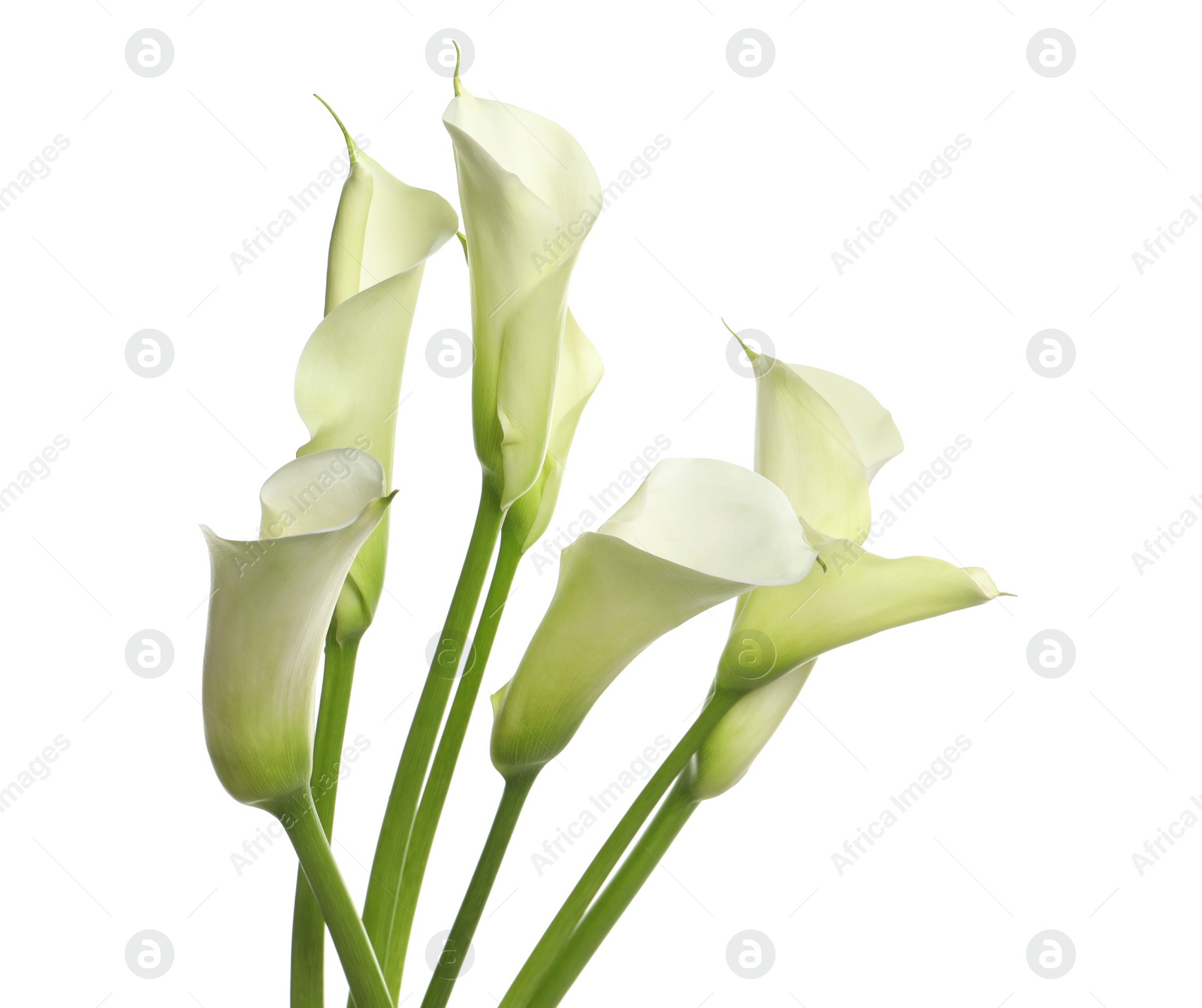 Photo of Beautiful calla lily flowers on white background