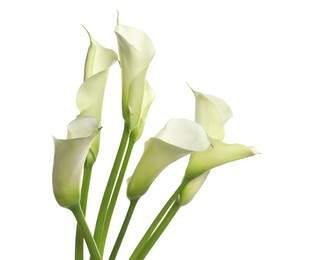 Beautiful calla lily flowers on white background