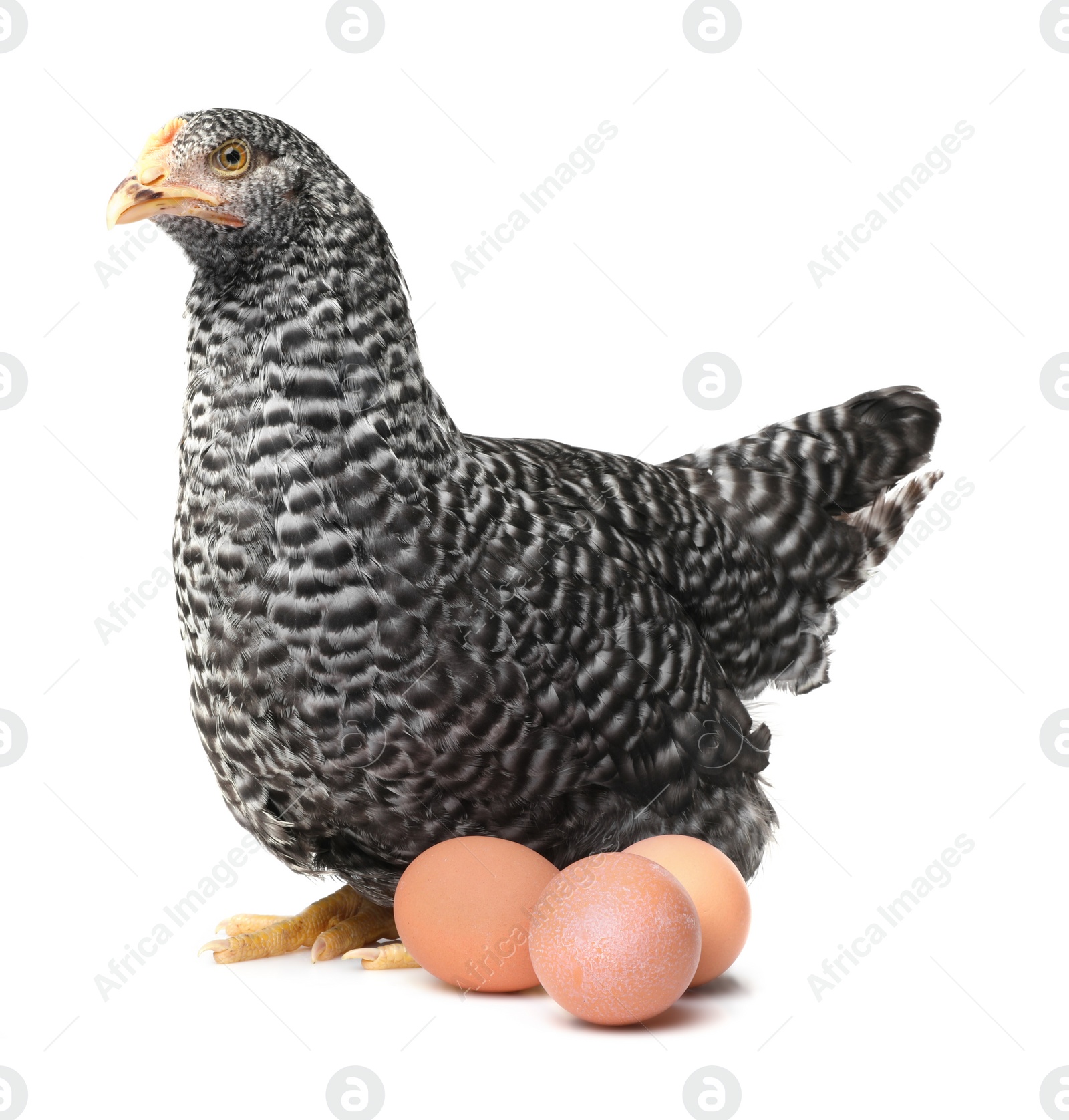 Photo of Chicken with eggs on white background. Domestic animal