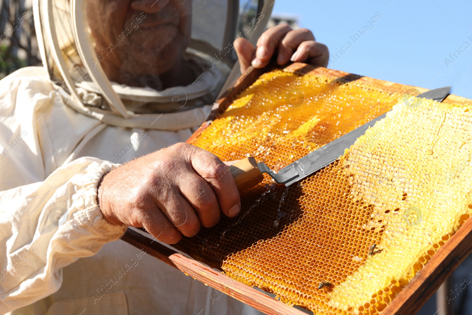 Photo of Senior beekeeper uncapping honeycomb frame with knife outdoors, closeup