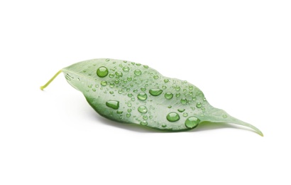 Photo of Fresh green ficus leaf on white background