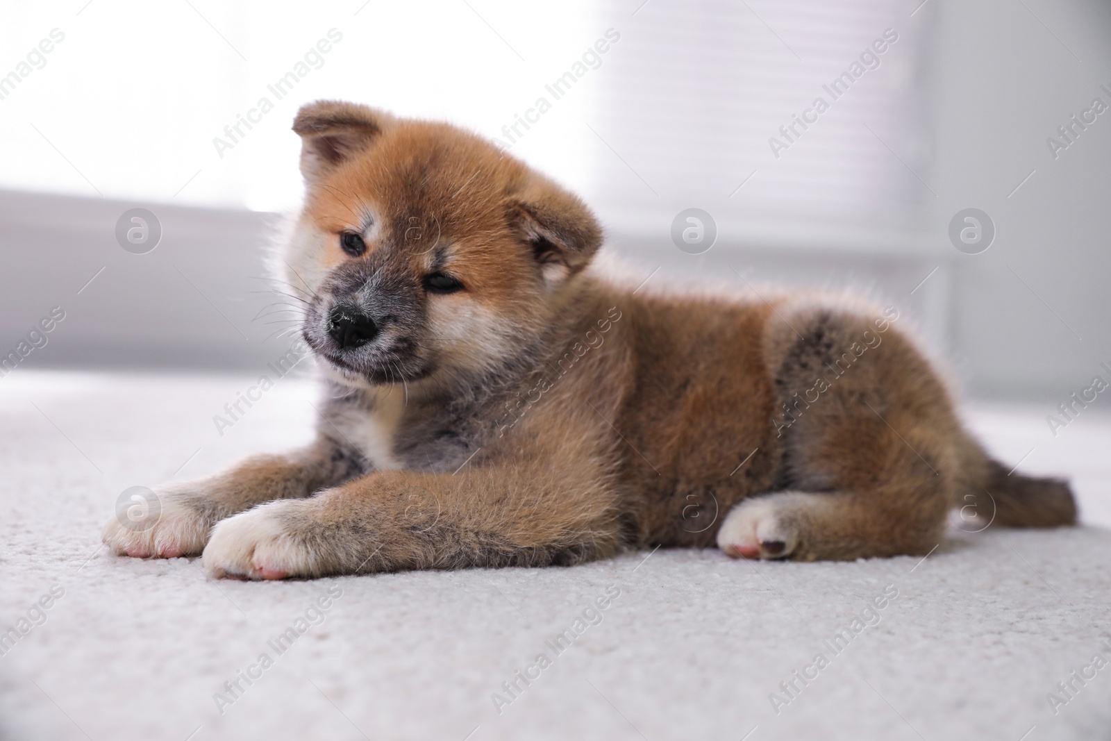 Photo of Adorable Akita Inu puppy on carpet indoors