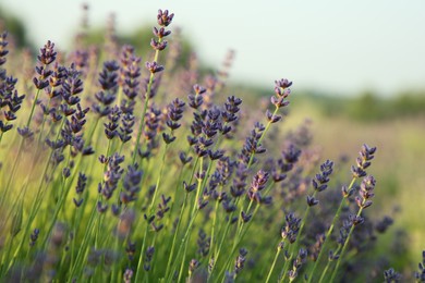 Beautiful blooming lavender growing in field, closeup