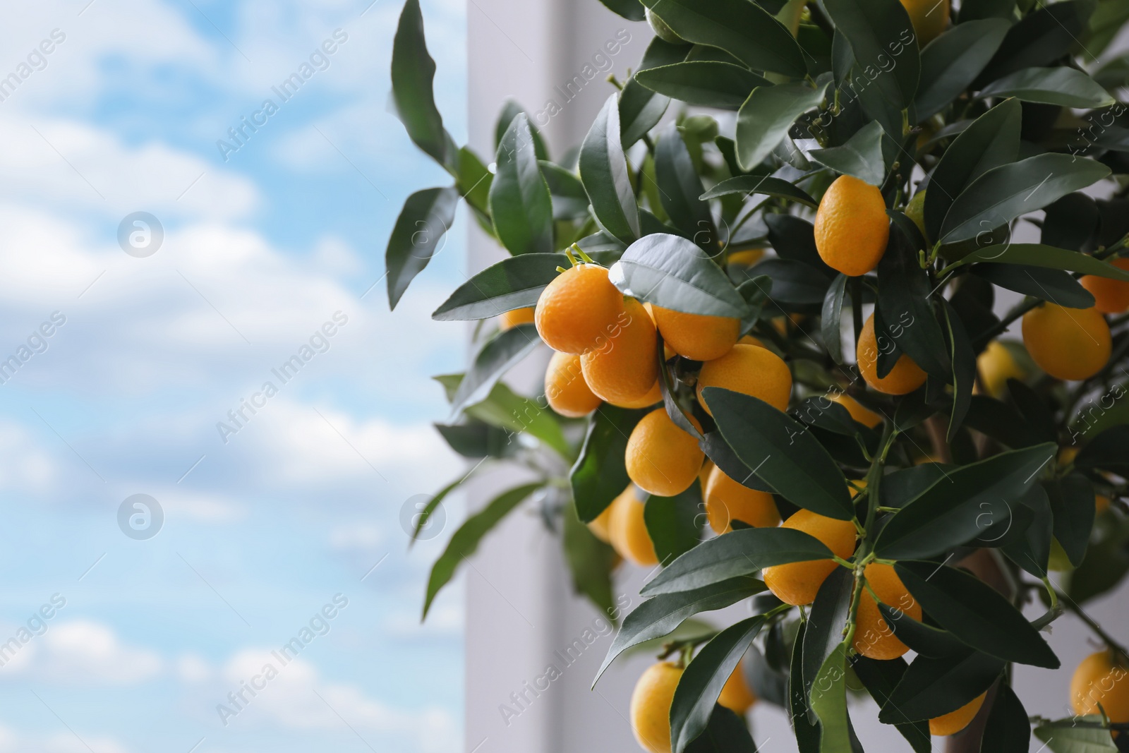 Photo of Kumquat tree with fruits on light background