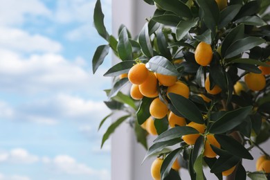 Photo of Kumquat tree with fruits on light background