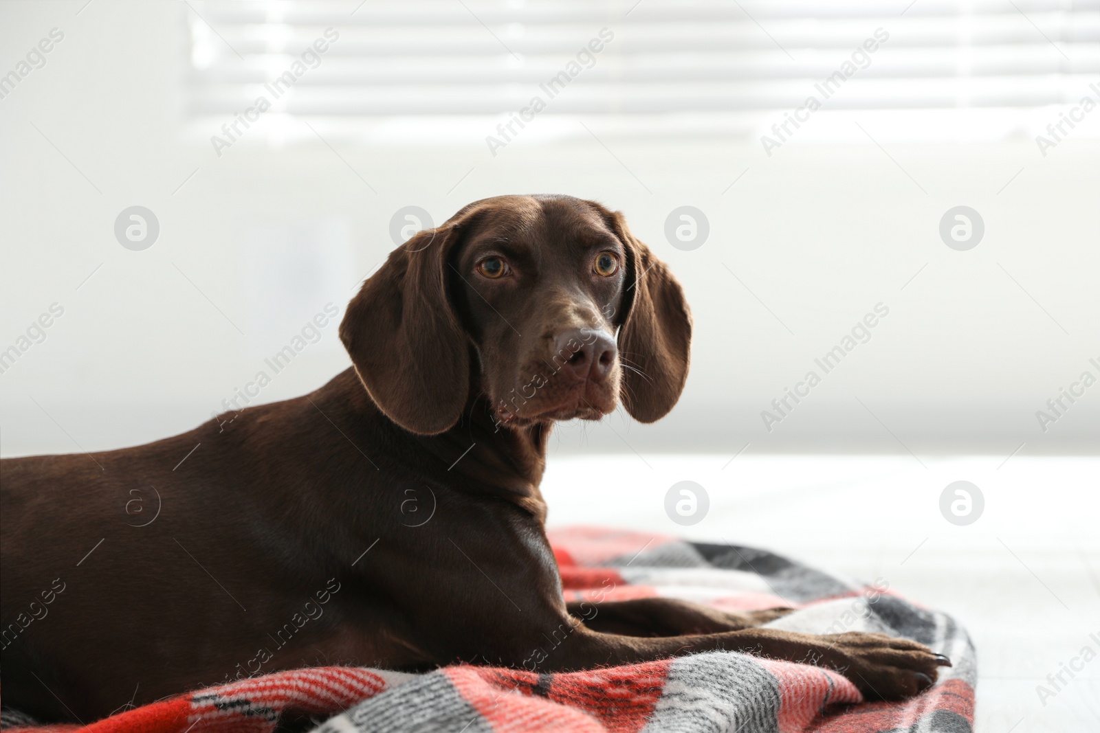 Photo of Adorable dog lying on plaid at home