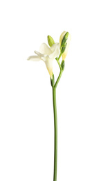 Beautiful blooming freesia flower isolated on white