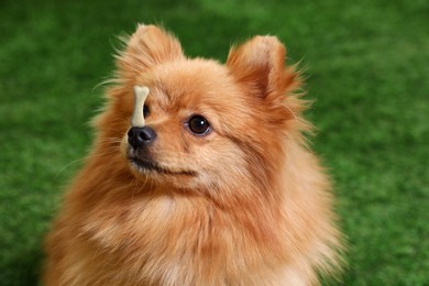 Adorable dog with bone shaped cookie on nose outdoors