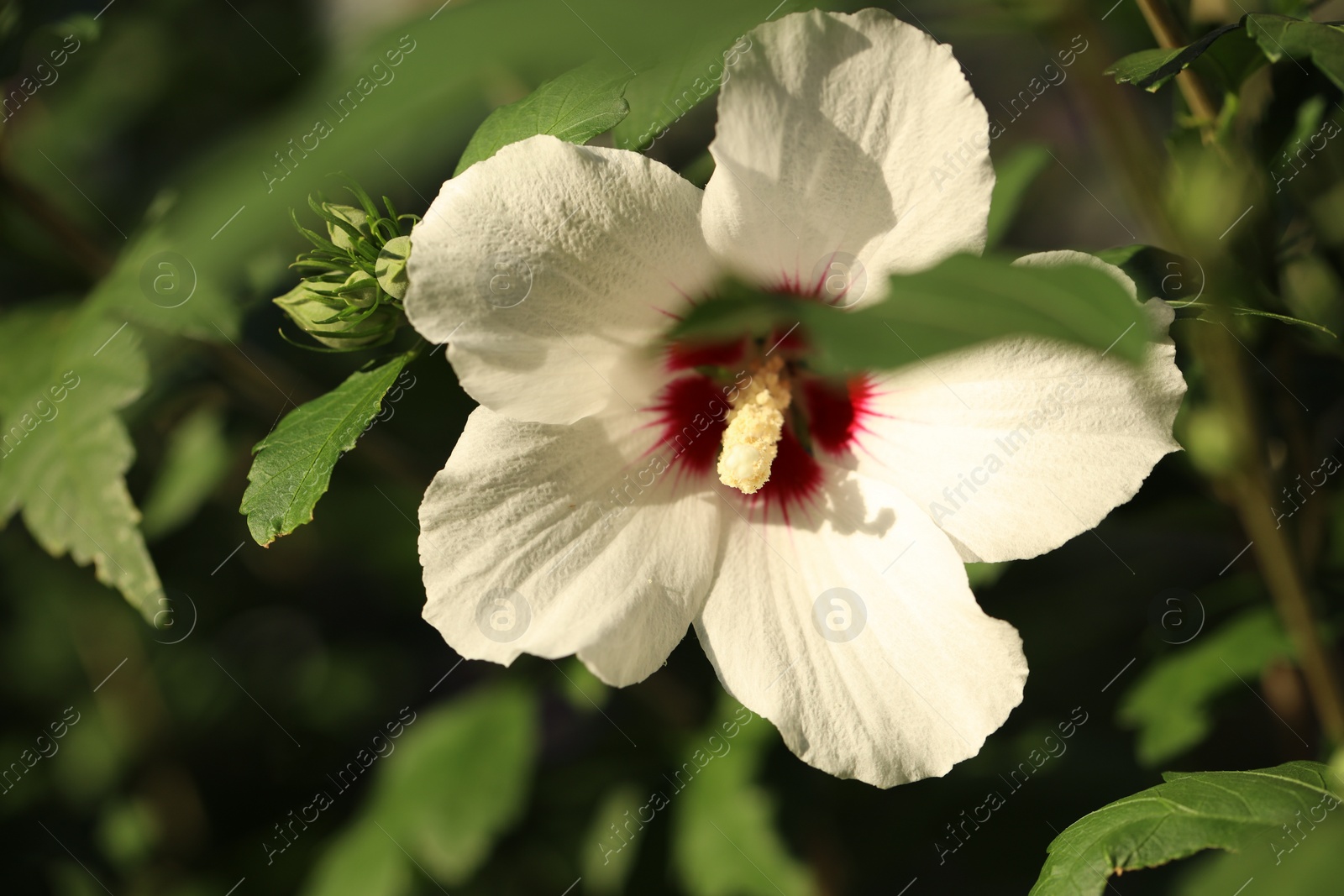 Photo of Beautiful white hibiscus flower growing outdoors, closeup