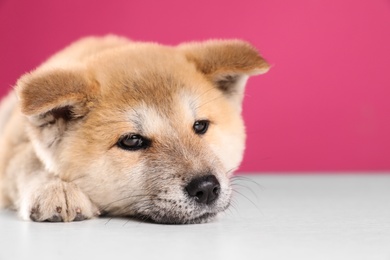 Photo of Adorable Akita Inu puppy on pink background, closeup