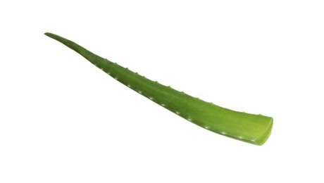 One aloe vera leaf isolated on white