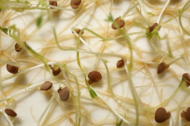 Photo of Sprouted mustard seeds on white background, above view. Laboratory research