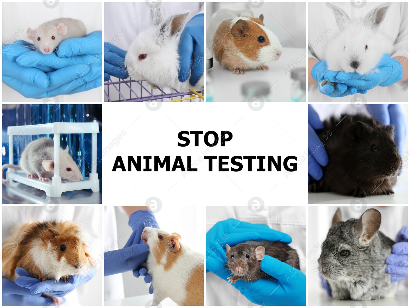 Image of Collage with different photos and text STOP ANIMAL TESTING 